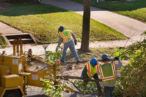 Best Tree Clearing Services  in Langley, WA